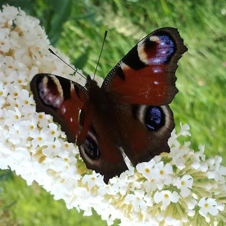 Appartement Haus Handle *