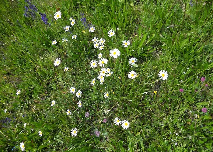 Haus Handle Lejlighed Grins