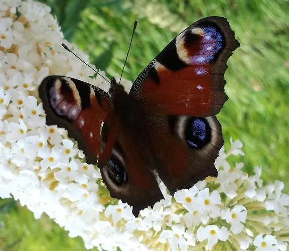 Lejlighed Haus Handle *